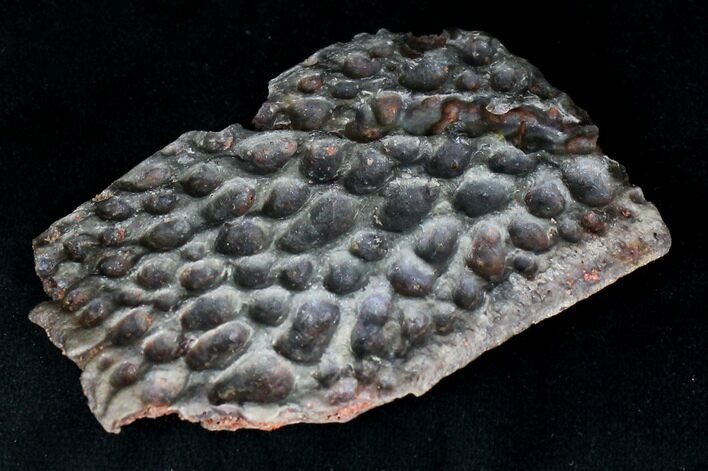 Large Cretaceous Crocodile Scute - Kem Kem Beds #19240